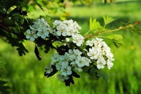 apple blossoms in springtime