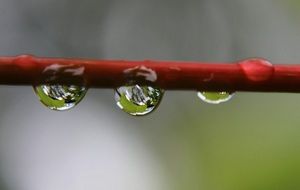 raindrops on a branch close up