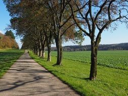 alley with trees on a sunny day