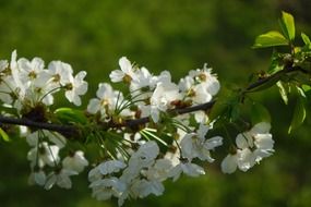 branch with white flowering on a green background