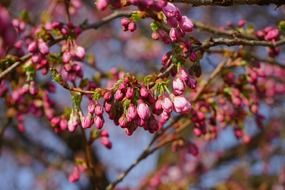 picture of the japanese cherry trees