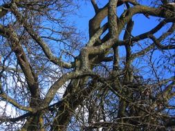 twisted tree branches in the park