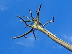 dying tree