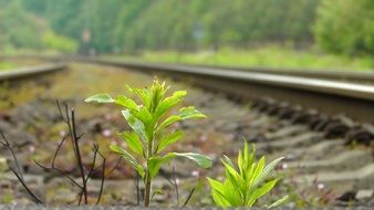 Grass on the railroad tracks