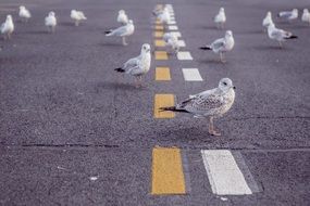 seagulls on the street road