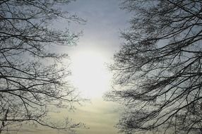 branches in natural light