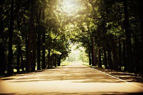 picture of the path in a forest