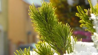 pine branches in the snow