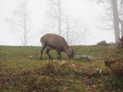 alpine ibex eats grass