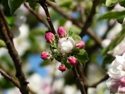 apple blossom branch