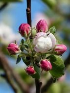 pink and white apple blossom buds