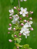 apple tree branch with flowers close up