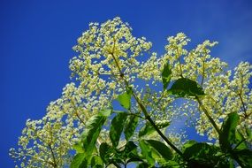 white flowers of black elderberry