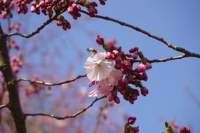 japanese cherry trees