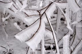 frozen twigs in the snow close up