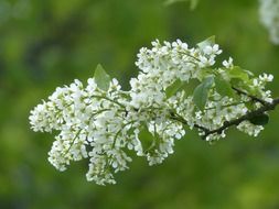 common bird cherry in the garden
