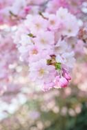 cherry trees from Japan