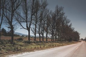 dark trees along the road