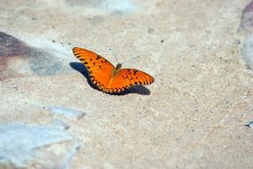 orange butterfly on the road