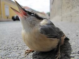 bird nuthatch