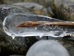 frozen branch close up