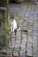 cat is road pet