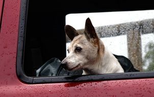 domestic dog in a red car on a rainy day