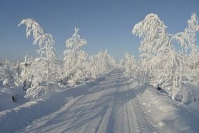 winter road among the frozen trees