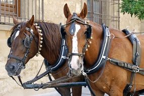 two horses in a horse cart
