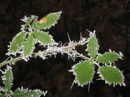 Frozen green leaves