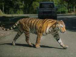 tiger in the middle of the road