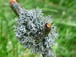 lichen on a tree branch