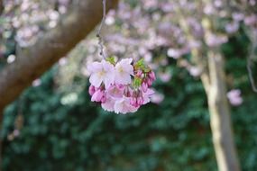bloom white pink