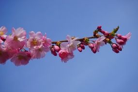 cherry branch on the sky background