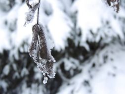 snow on tree branches in winter