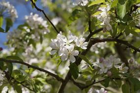 apple tree in spring in bloom
