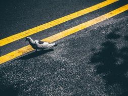 dove on yellow marking