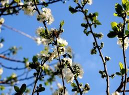 tree blossom