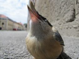 nuthatch outdoors closeup