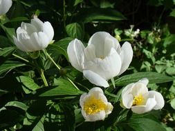 White japanese peonies in summer
