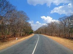 bare trees beside of highway