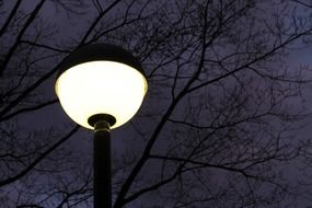 burning street lamp at night near the branches