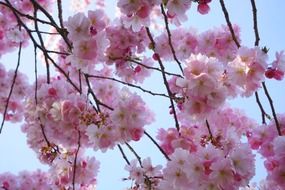 japanese cherry trees in spring