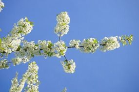 Cherry branch with white flowers against blue sky