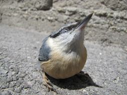 nuthatch bird macro