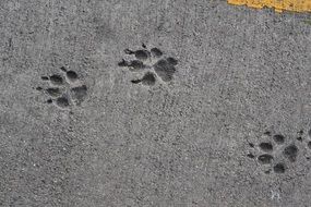 pavement dog