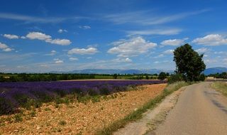 away road with lavender