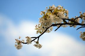 cherry blossom fresh spring flowers