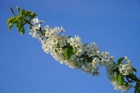 cherry branch with white flowers and green leaves