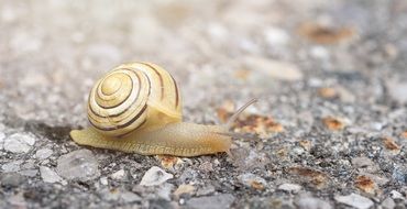 snail crawling on the road